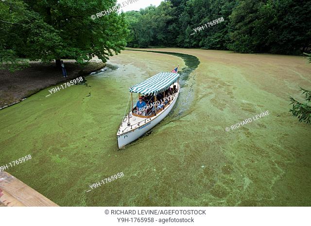 The electric boat cuts a swath in the lullwater section of the Prospect Park Lake in Brooklyn in New York The surface of the lake has been covered with the...