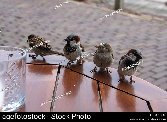 House sparrows (Passer domesticus), sparrows, Marken peninsula, Noord-Holland, Netherlands