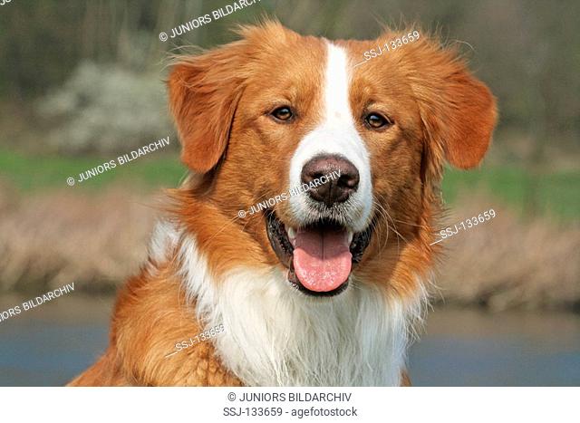 half breed dog Leonberger-Golden Retriever - portrait