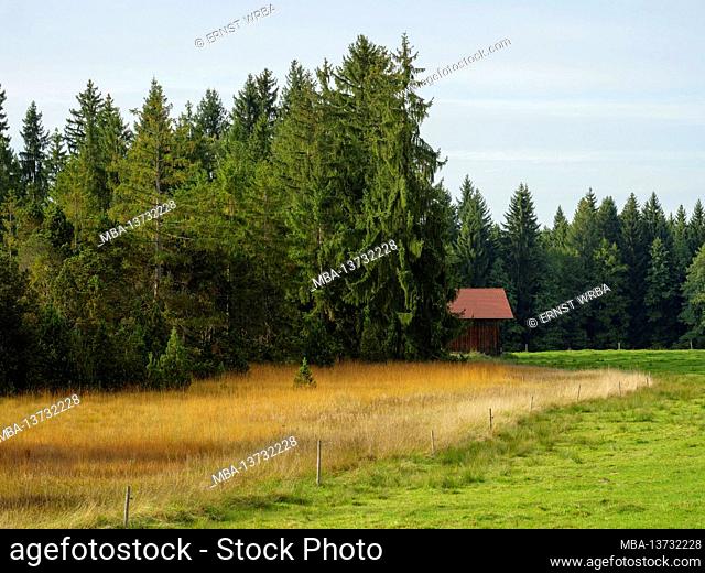Moor near Steingaden, Allgäu, Bavaria, Germany
