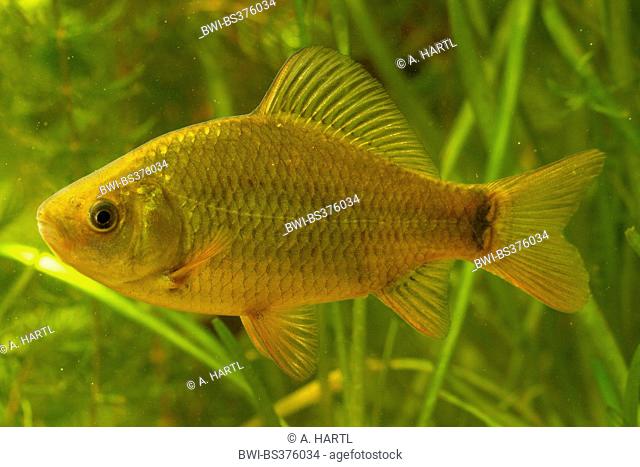 Crucian carp (Carassius carassius), with typical spot at the base of the tail, Germany