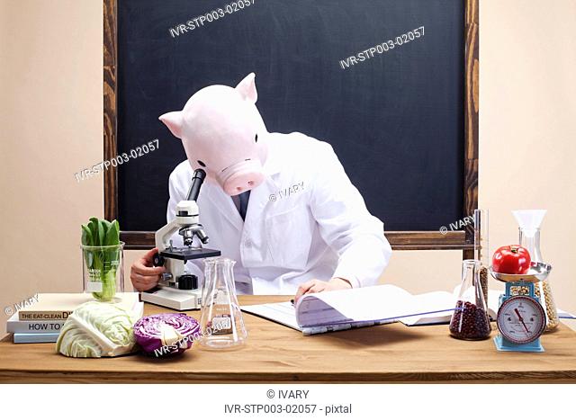 Pig Head Nutritionist Looking Through Microscope And Writing Down