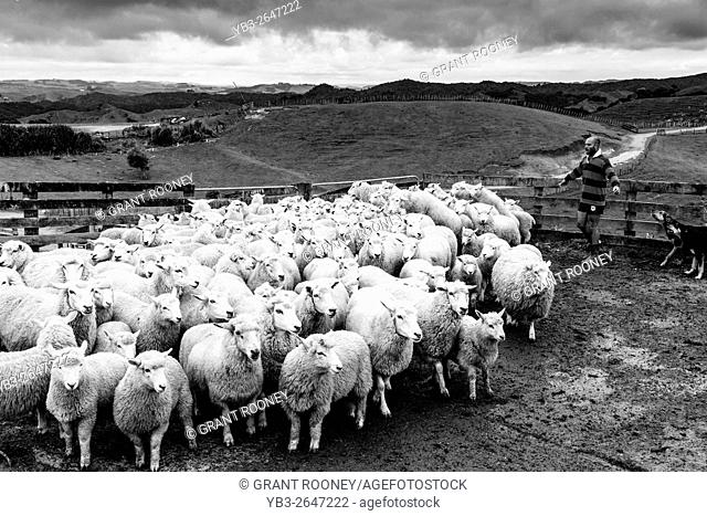 Sheep In A Sheep Pen Waiting To Be Sheared, Sheep Farm, Pukekohe, New Zealand