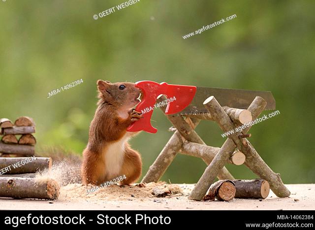 red squirrel holding an saw and pile of wood