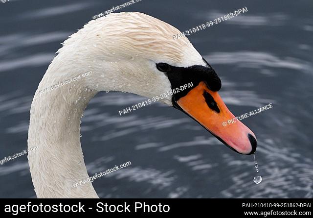18 April 2021, Bavaria, Seehausen: Water drips from the beak of a swan at the Staffelsee. In Bavaria, the April weather holds on the weekend