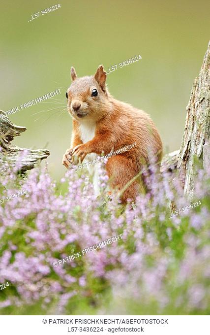 Eurasian Red Squirrel, Sciurus vulgaris, Scotland