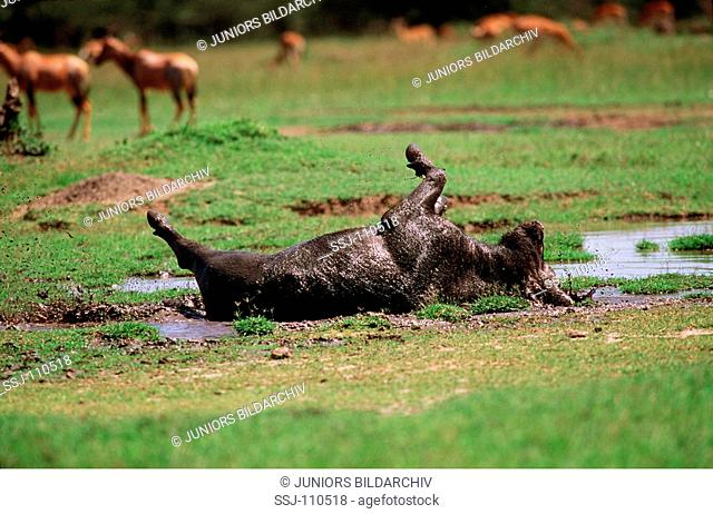 African buffalo - rolling in mud / Syncerus caffer