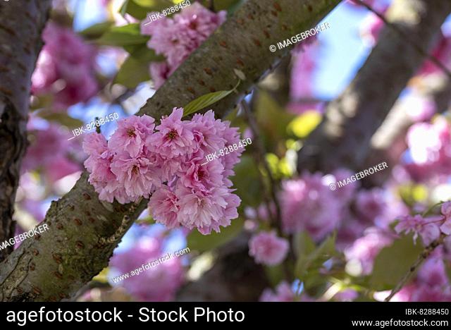 Japanese cherry (Prunus Serrulata) blossom, japanese cherry, pink blossoms, Magdeburg, Saxony-Anhalt, Germany, Europe