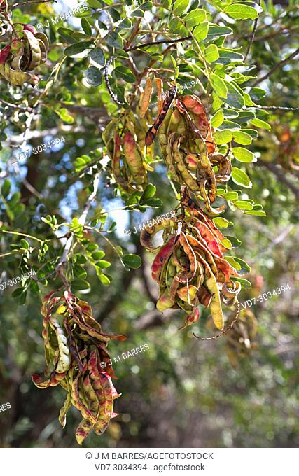 Tara (Caesalpinia spinosa or Tara spinosa) is a medicinal tree native to Peru. Fruits (legumes) and leaves detail