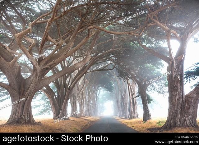 Misty trees alley in foggy weather