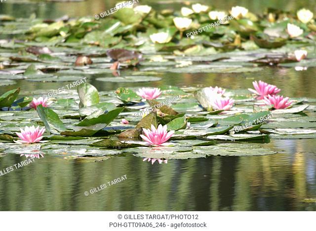 tourism, France, normandy, eure, giverny, claude monet house, impressionism painter, white water lily, garden, pond, flowers Photo Gilles Targat