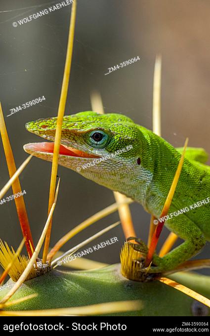 A green anole on an opuntia cactus in the Hill Country of Texas near Hunt, USA