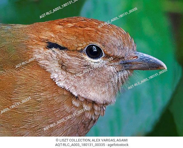 Rusty-naped Pitta close-up, Rusty-naped Pitta, Hydrornis oatesi