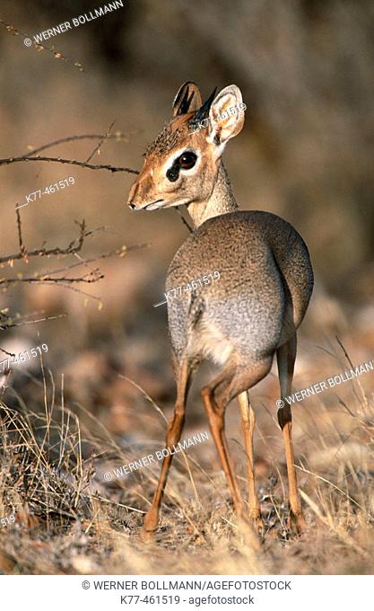 Guenther's Dik-Dik (Madoqua guentheri). Male, marking his territory with a secretion from a gland at his head. Samburu National Reserve, Kenya