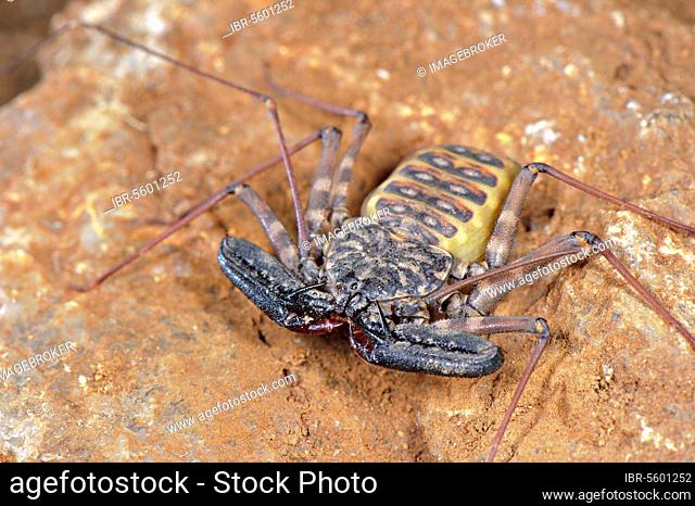 Variegated Tailless Whip whipscorpion (Damon variegatus), adult female, on rocks, Balule Nature Reserve, Limpopo Province, South Africa, Africa