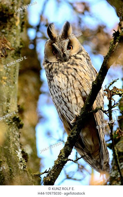 Long-eared Owl, Asio otus, Strigidae, Owl, bird, animal, Schwerzenbach, Canton Zurich, Switzerland