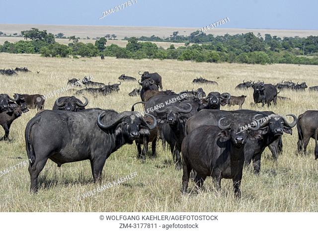 A herd of Cape buffalos (Syncerus caffer) in the grassland of the Masai Mara National Reserve in Kenya