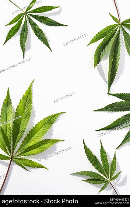 Green Marijuana plants on isolated white background