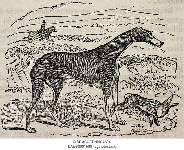 A greyhound dog, illustration from Teatro universale, Raccolta enciclopedica e scenografica, No 586, October 4, 1845. Milan