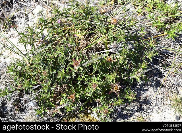 Clustered carline thistle (Carlina corymbosa) is a spiny perennial plant native to Mediterranean Basin and Portugal. This photo was taken in Punta Couso