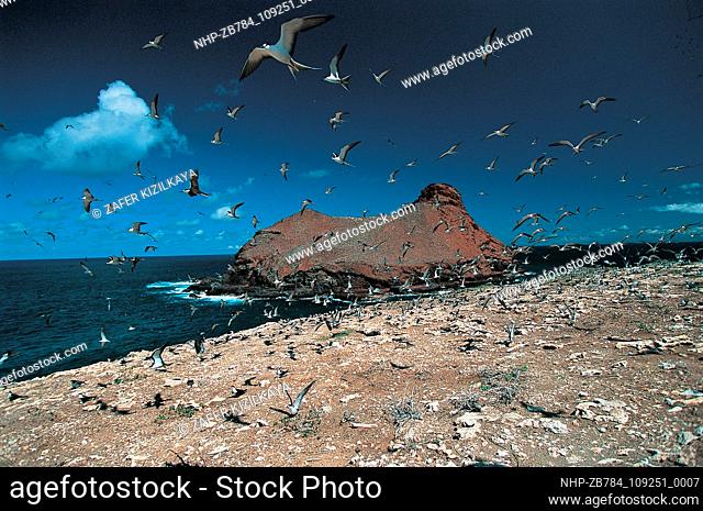 Bird Island, Sooty Terns, Sterna fusca, in Ua Huka Island Marquesas, French Polynesia  Date: 24/02/2005  Ref: ZB784-109251-0007  COMPULSORY CREDIT: Oceans...