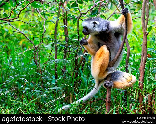 One diademed sifaka in its natural environment in the rainforest on the island of Madagascar
