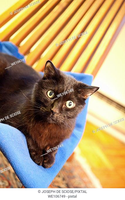 Portrait of a black cat on a blue blanket on a wooden slatted chair