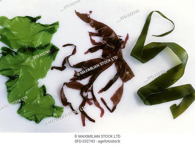 Green seaweed, red and brown algae