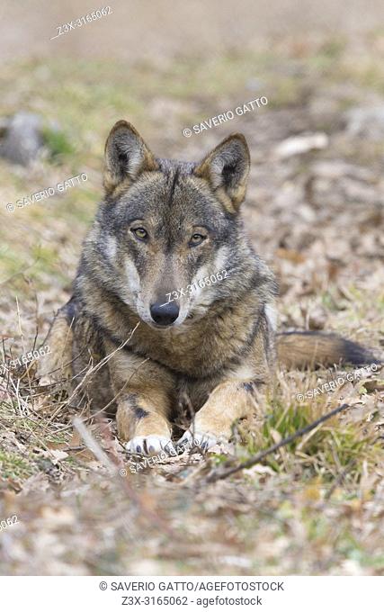 Italian Wolf (Canis lupus italicus), captive animal resting on the ground, Civitella Alfedena, Abruzzo, Italy