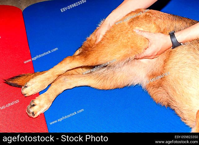 treatment of hips an legs of a german shepherd dog in physical therapy