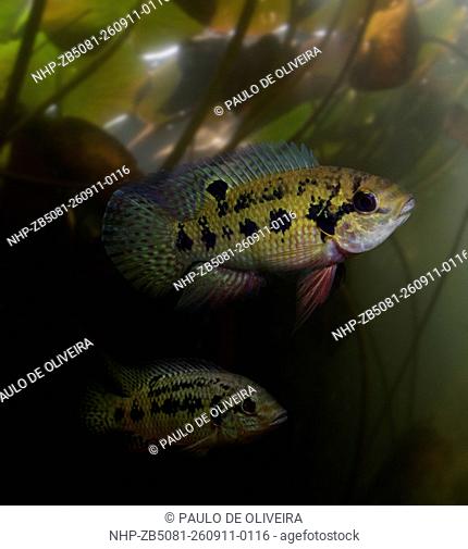 Cichlid, Pelmatochromis nigrofasciatus. Couple, male above. Composite image. Portugal