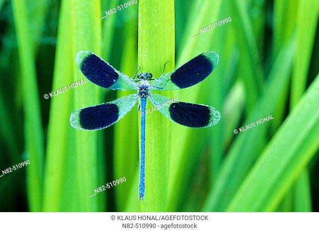 Banded Demoiselle male (Calopteryx splendens) with open wings in dew