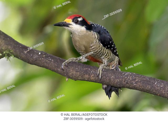 Black-Cheeked Woodpecker (Melanerpes pucherani). Ecuador