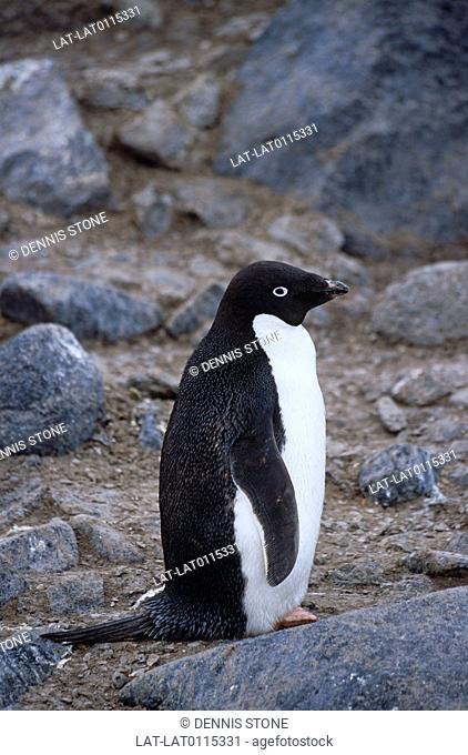 The Adelie penguin is common along the Antarctic coast. There are about 30 - 50cm in length and have a distinctive white ring around the eyes