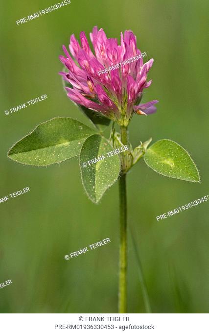 Red Clover, Trifolium pratense / Wiesen-Klee, Trifolium pratense