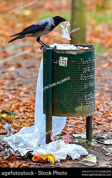 17 October 2022, Brandenburg, Cottbus: In search of food, a hooded crow picks up trash from a wastebasket in a park. Photo: Patrick Pleul/dpa