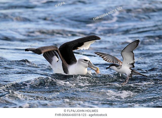 White-capped Albatross (Thalassarche steadi) adult, and Buller's Shearwater (Puffinus bulleri) adult, fighting over fish scrap at sea, off New Zealand, March