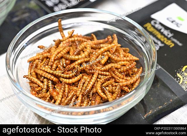 Company Grig, specializing in healthy food with nutritious cricket flour produce edible insects in Brno, Czech Republic, November 17, 2023
