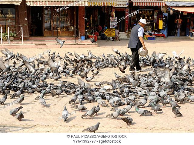 nepalese man feeding pigeons, boudhanath , one of the holiest Buddhist sites in Kathmandu , Nepal