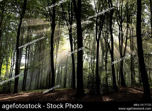 forest in bielefeld