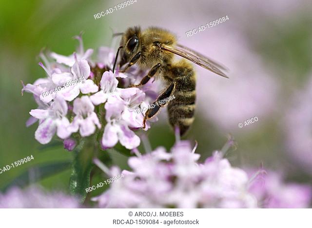 honey bee, Apis mellifica, collecting nectar at thyme, Thymus pulegioides, Europe