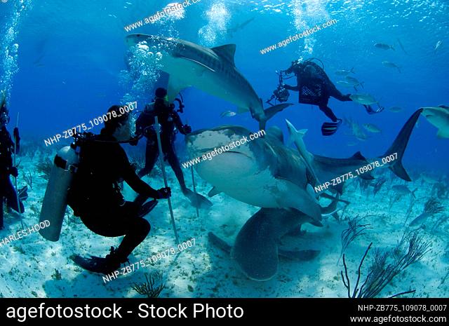 Divers and tiger shark  Date: 07/11/2003  Ref: ZB775-109078-0007  COMPULSORY CREDIT: Oceans Image/Photoshot