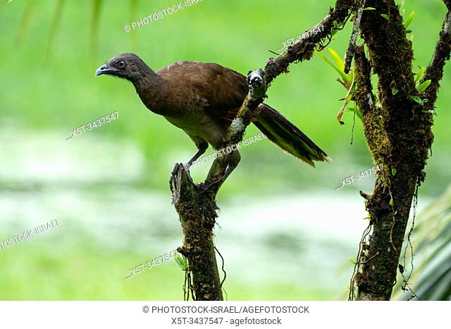 grey-headed chachalaca (Ortalis cinereiceps) an arboreal species, found in rainforests. Photographed in the Costa Rican rainforest