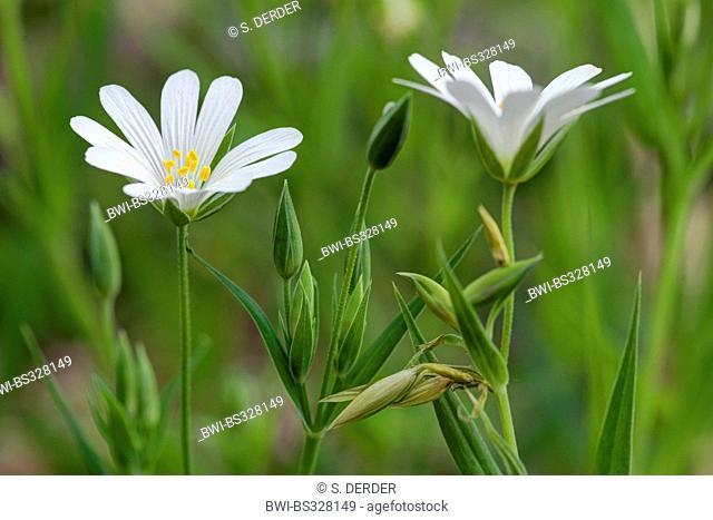 easterbell starwort, greater stitchwort (Stellaria holostea), flowers, Germany, NRW, Bergisches Land