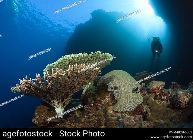 Scuba Diver over Coral Reef, Russell Islands, Solomon Islands