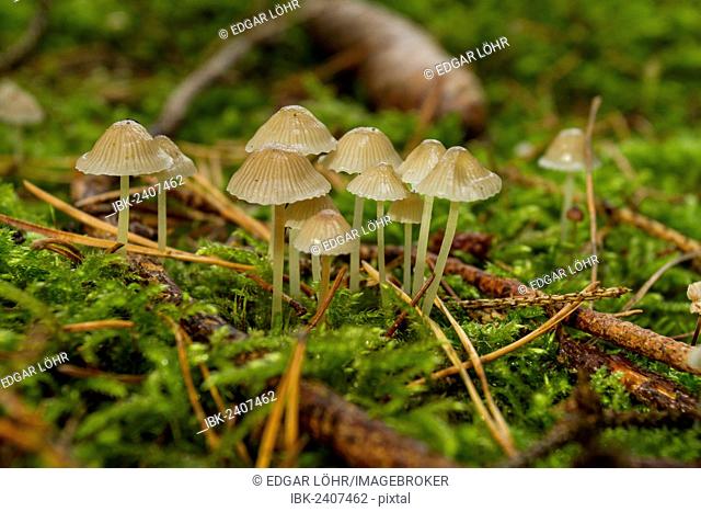 Mycena epipterigya mushrooms (Mycena epipterygia var. epipterygia), Franconia, Bavaria, Germany, Europe