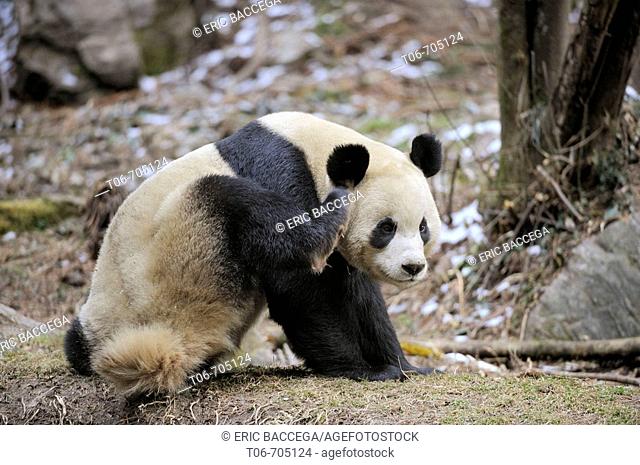 Giant panda scratching (Ailuropoda melanoleuca) Wolong Nature Reserve, China