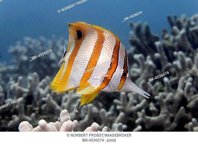 Copperband butterflyfish (Chelmon rostratus), Palawan, Mimaropa, Sulu Lake, Pacific Ocean, Philippines