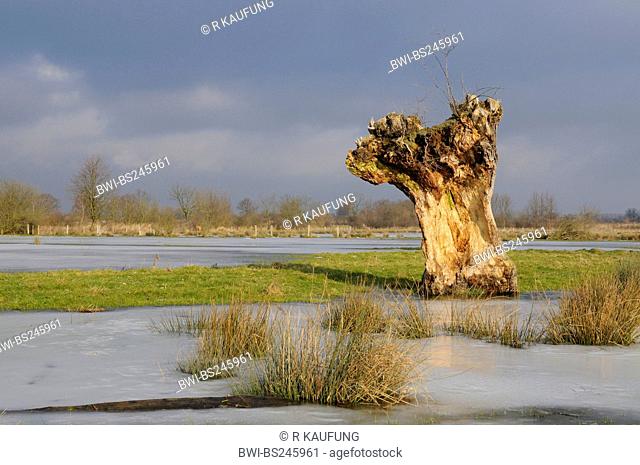 old pollarded willow in a marsh meadow of the Ahse Wiesen, Germany, North Rhine-Westphalia, Muensterland