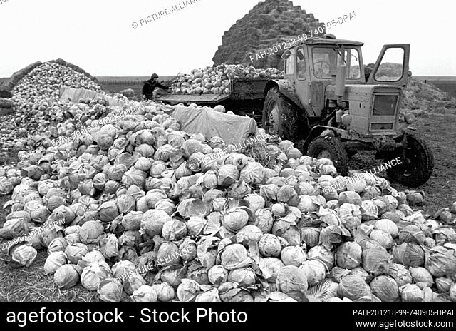 30 July 1985, Saxony, Eilenburg: White cabbage is harvested in the mid-1980s in a field of an LPG plant production in the district of Eilenburg